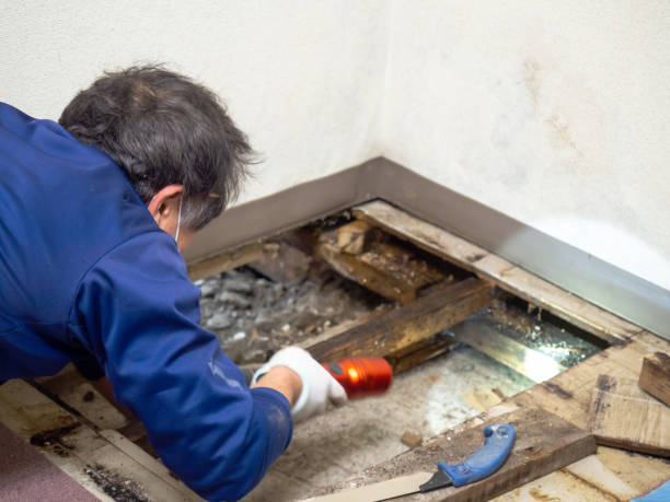 Best Toxic Mold Removal  in Beechwood Village, KY