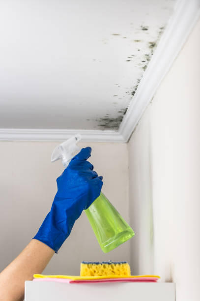 Mold Removal and Inspection in Beechwood Village, KY